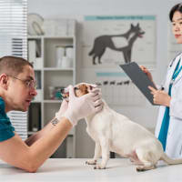 National Sales Agency Business (Vet Clinic Related)