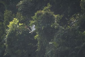 The closest Wet Tropics World Heritage river-based experience to Cairns