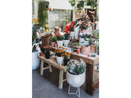 Boutique Plant / Garden Nursery & Giftware Store  Creative Lifestyle Business | Sydney