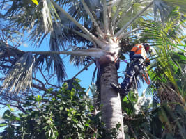 Two Long-Established Arborist Businesses with Strong Cashflow & Major Contracts