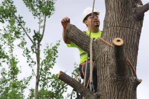 Leading B2B Tree Service Company