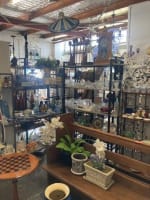 Antique & Vintage Store in Samford - 12 Years of Success