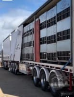 GV Flowers - Asiatic Lilies specialist