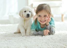 Established Flooring and Window Furnishings Business-Mackay