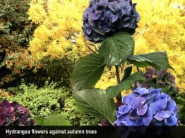 HERITAGE SEED BANK and OPEN GARDEN