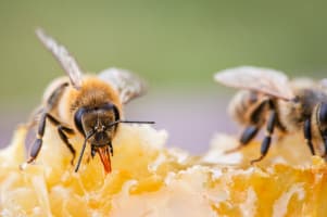 Australian Honey Brand | Major Supermarket Distribution