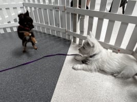 Puppy and Dog Training School