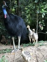 The closest Wet Tropics World Heritage river-based experience to Cairns
