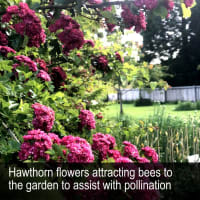 HERITAGE SEED BANK and OPEN GARDEN