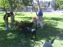 Professional Dog Walking and Pet Sitting Business for Sale