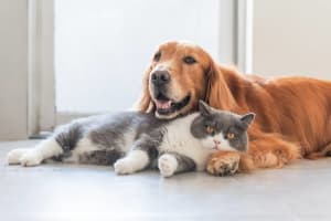 "SPECIALIST PET WELLNESS & NATURAL NUTRITION BUSINESS ESTABLISHED BRAND WITH EXCITING GROWTH POTE...