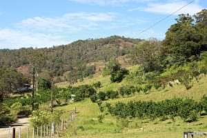 Sustainable Hazelnut & Agritourism Business Opportunity