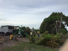 Long-Established Tree Services Business - Coastal Lifestyle!