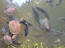 The closest Wet Tropics World Heritage river-based experience to Cairns