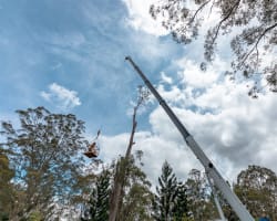 Profitable Arboriculture Business QLD