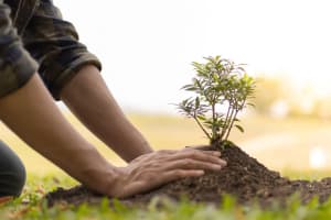 Leading B2B Tree Service Company