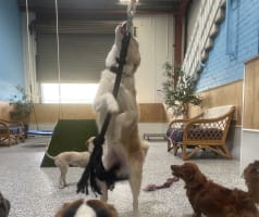 Luxury Dog Grooming Salon and Dog Daycare Centre – Camden, NSW