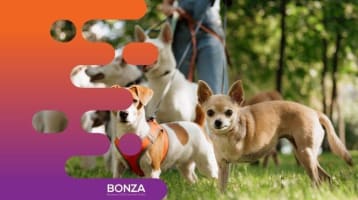 36008 - Mobile Dog Walking & Pet Care Business with Franchise Model Included