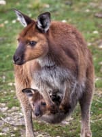 Award Winning EcoStar Tourism Business - Kangaroo Island