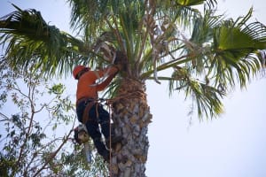 UNDER CONTRACT - High-Performing Arborist Business | ~$1M Revenue | ~$400K+ EBITDA | Team in place