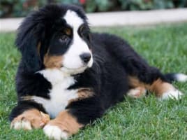 Bark Busters Franchise For Sale. The Worlds Largest Home Dog Training Business