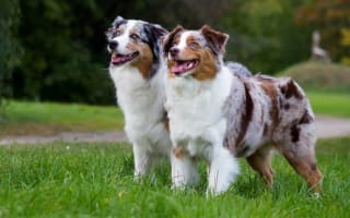 Melbourne’s Go-To Dog Training Business PF1536