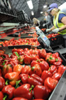 Hydroponic Vegetable Crop Farm - Land, Buildings & Machinery