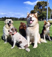 Puppy and Dog Training School