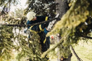 Proven Arboriculture Business with Management Potential