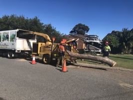 Two Long-Established Arborist Businesses with Strong Cashflow & Major Contracts