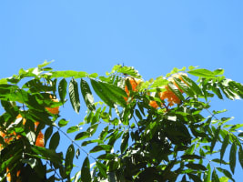 Daintree Rainforest Luxe Eco Lodge For Sale