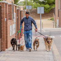 Very Enjoyable Business - Beautiful Pets