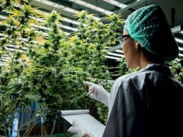 End to End Solution for the Medicinal Cannabis Industry