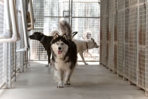 Pet Boarding Kennels No Dog Limits Business RS1586