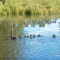 NATURES ENGINEERING WONDER PLANT