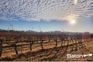 Ballandean Estate - QLD's Oldest Operated Winery, Est. 1932