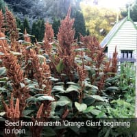 HERITAGE SEED BANK and OPEN GARDEN