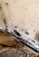 Queensland Pest Inspections & Reports Gold Coast