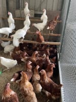 Established Rural & Pet Supply Business | Trusted Since 1978