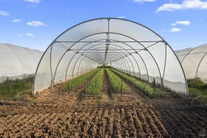 GV Flowers - Asiatic Lilies specialist