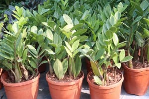 Established Wholesale Nursery with Freehold  Byron Bay Hinterland