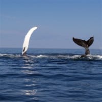 Media & Marketing Newcastle and The Hunter