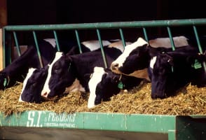 HUGE Barriers to Entry  Iconic Rural Supplies Superstores