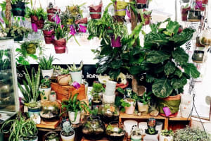 'A BUNCH OF CAKES'.  WELL KNOWN CAKE & FLORIST SHOP. CENTRAL SPOTSWOOD