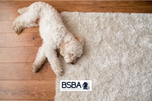 Established Flooring & Window Furnishings Business