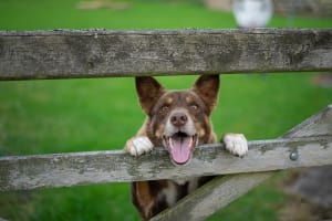 Established Produce, Rural, Pet & Garden Supplies store