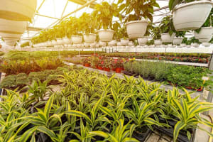 Horticulture, Nursery and Agriculture Businesses for Sale.