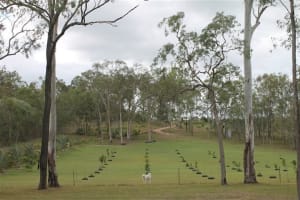 NATURES ENGINEERING WONDER PLANT