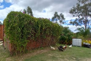 NATURES ENGINEERING WONDER PLANT