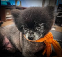 DOG GROOMING BUSINESS